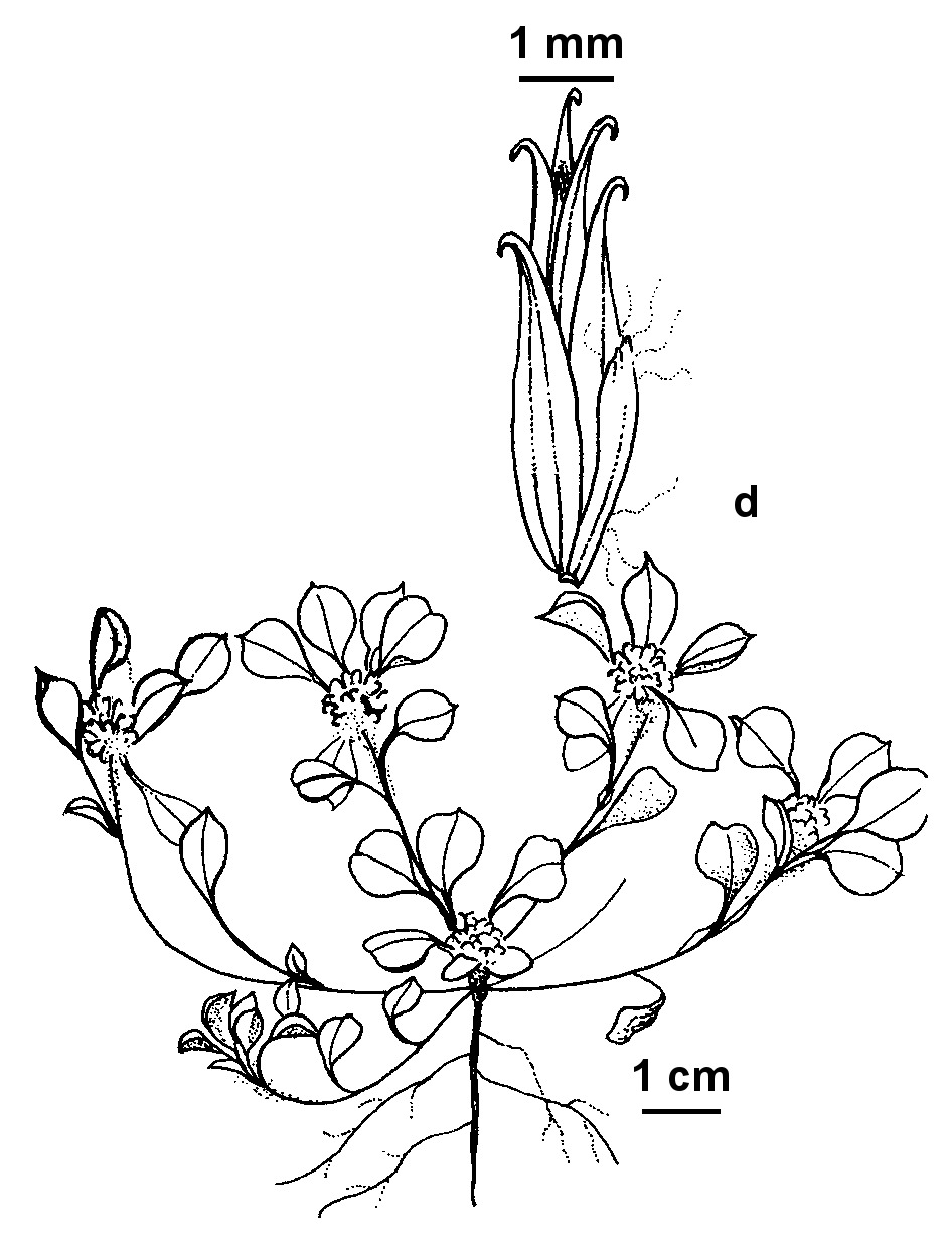 Stuartina hamata (hero image)