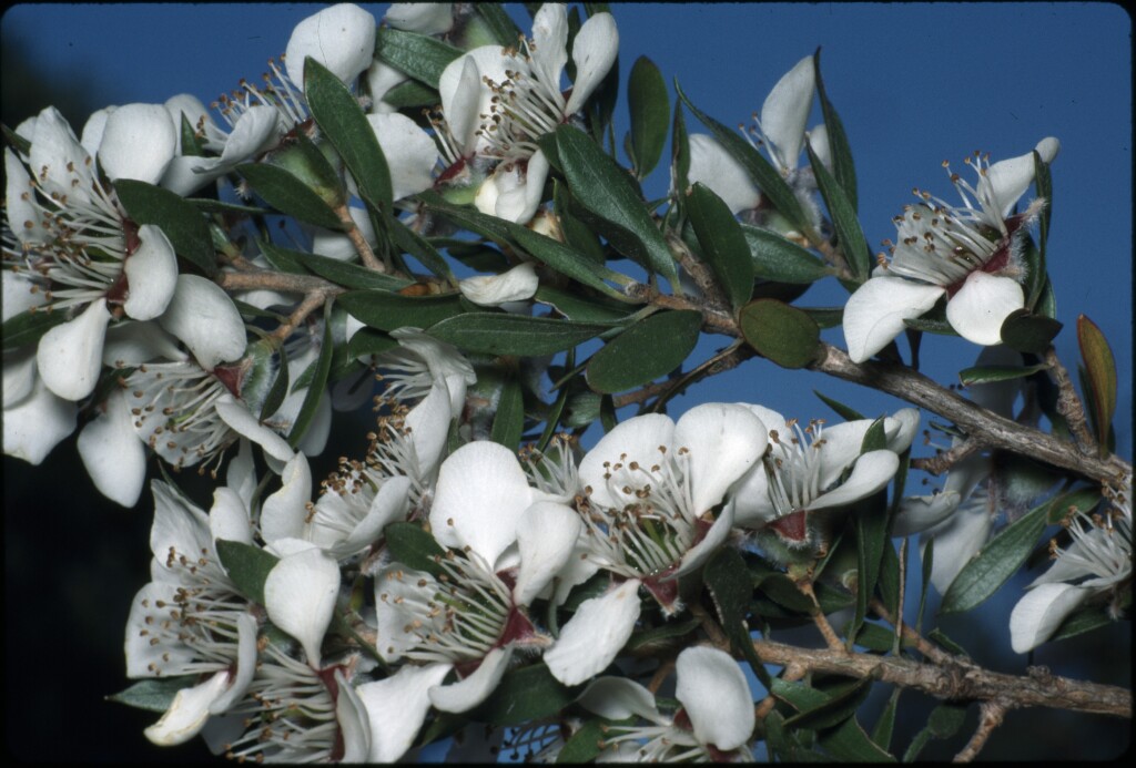 Leptospermum lanigerum (hero image)