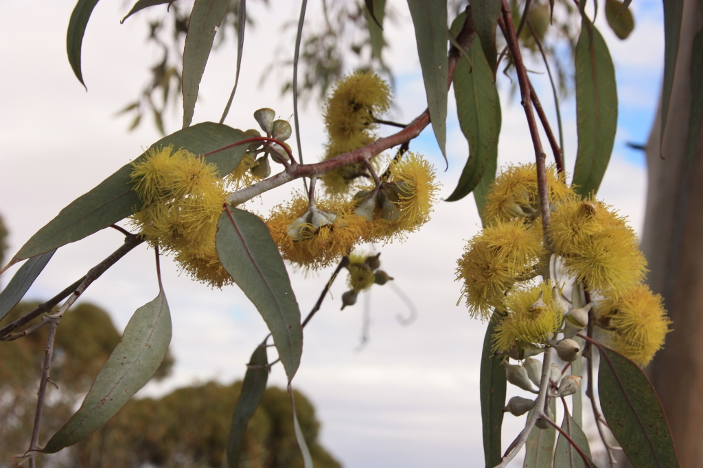 Eucalyptus woodwardii (hero image)