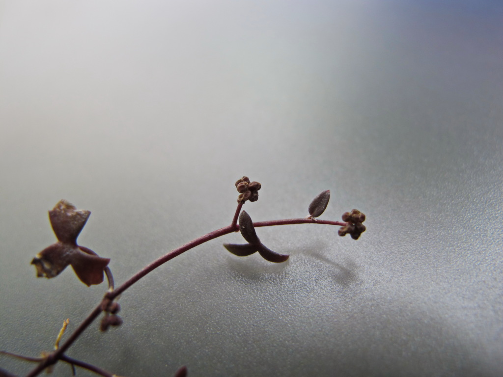 Hydrocotyle rugulosa (hero image)