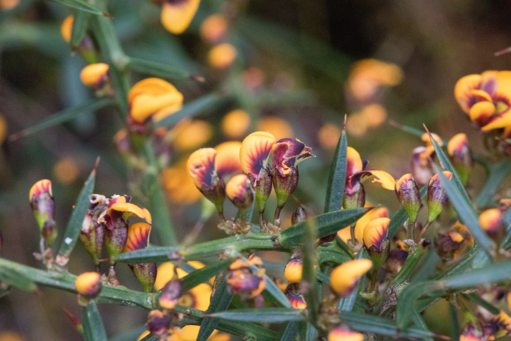 Daviesia ulicifolia subsp. ulicifolia (hero image)