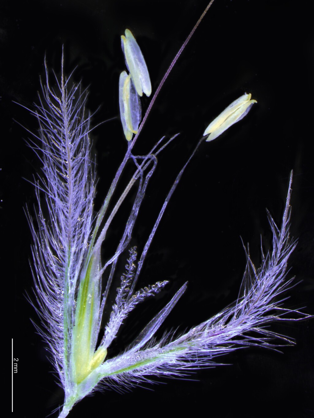 Lagurus (hero image)