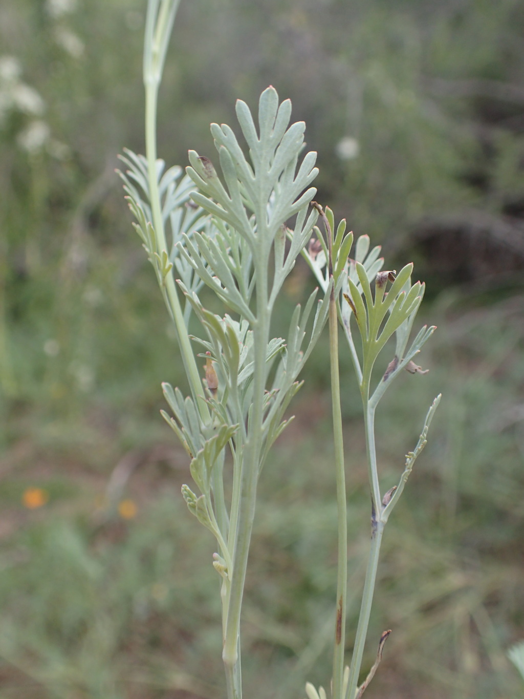 Eschscholzia (hero image)