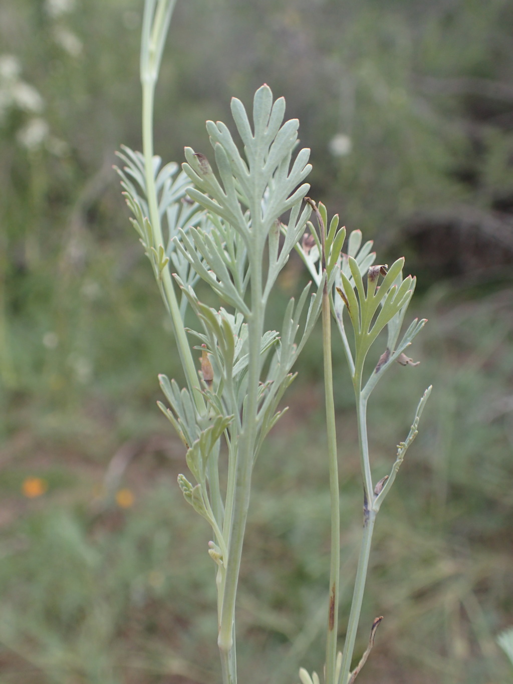 Eschscholzia californica (hero image)