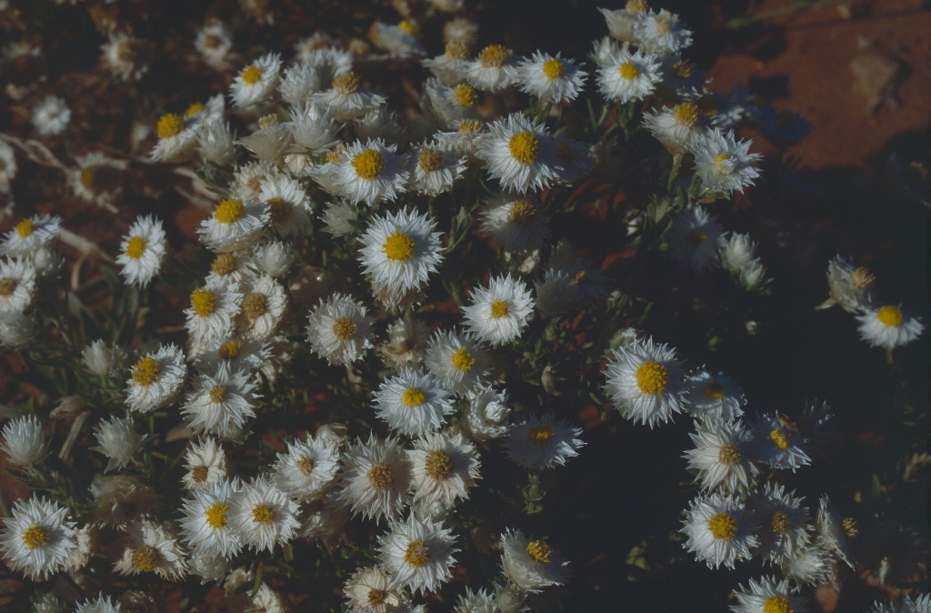 Rhodanthe floribunda (hero image)