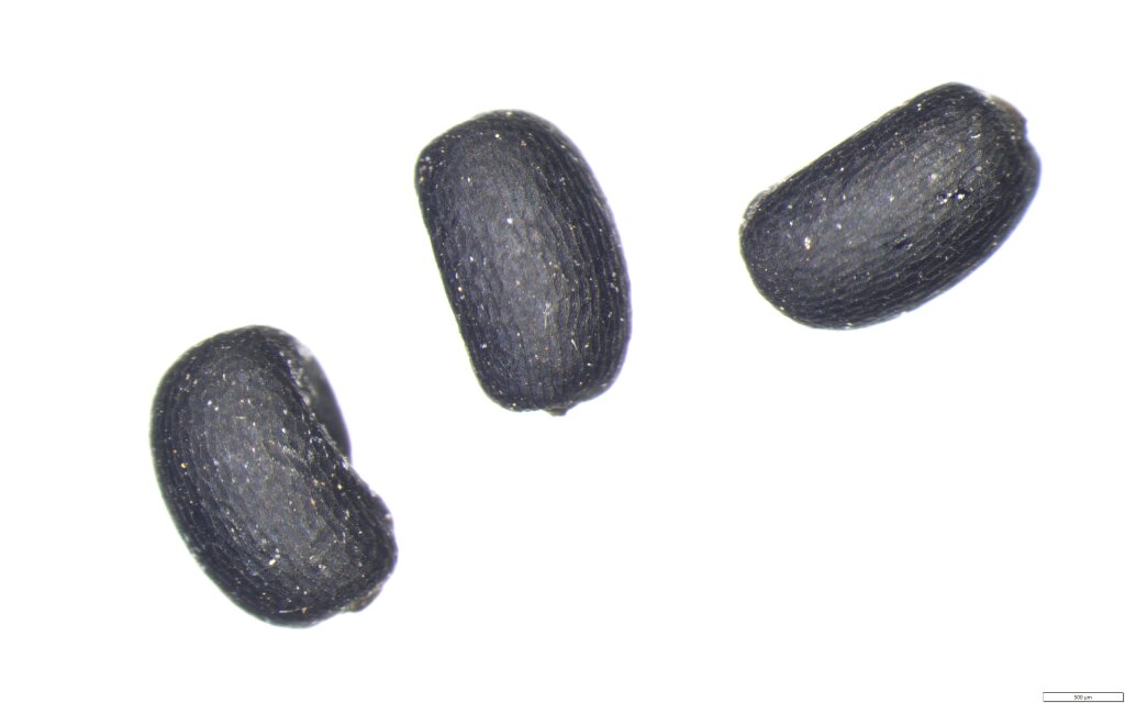 Geranium sp. 6 (hero image)