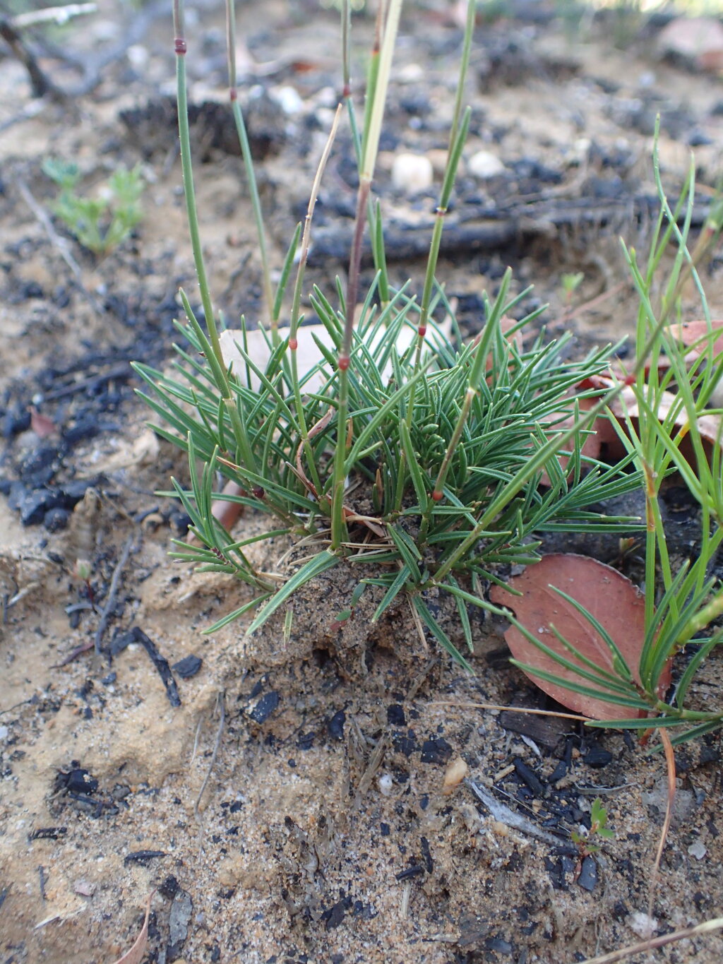 Amphipogon strictus (hero image)
