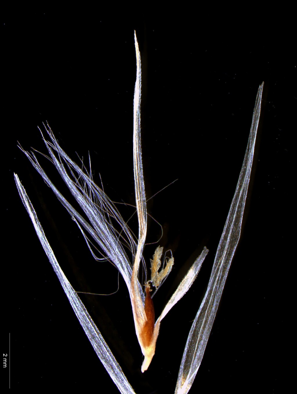 Cortaderia (hero image)