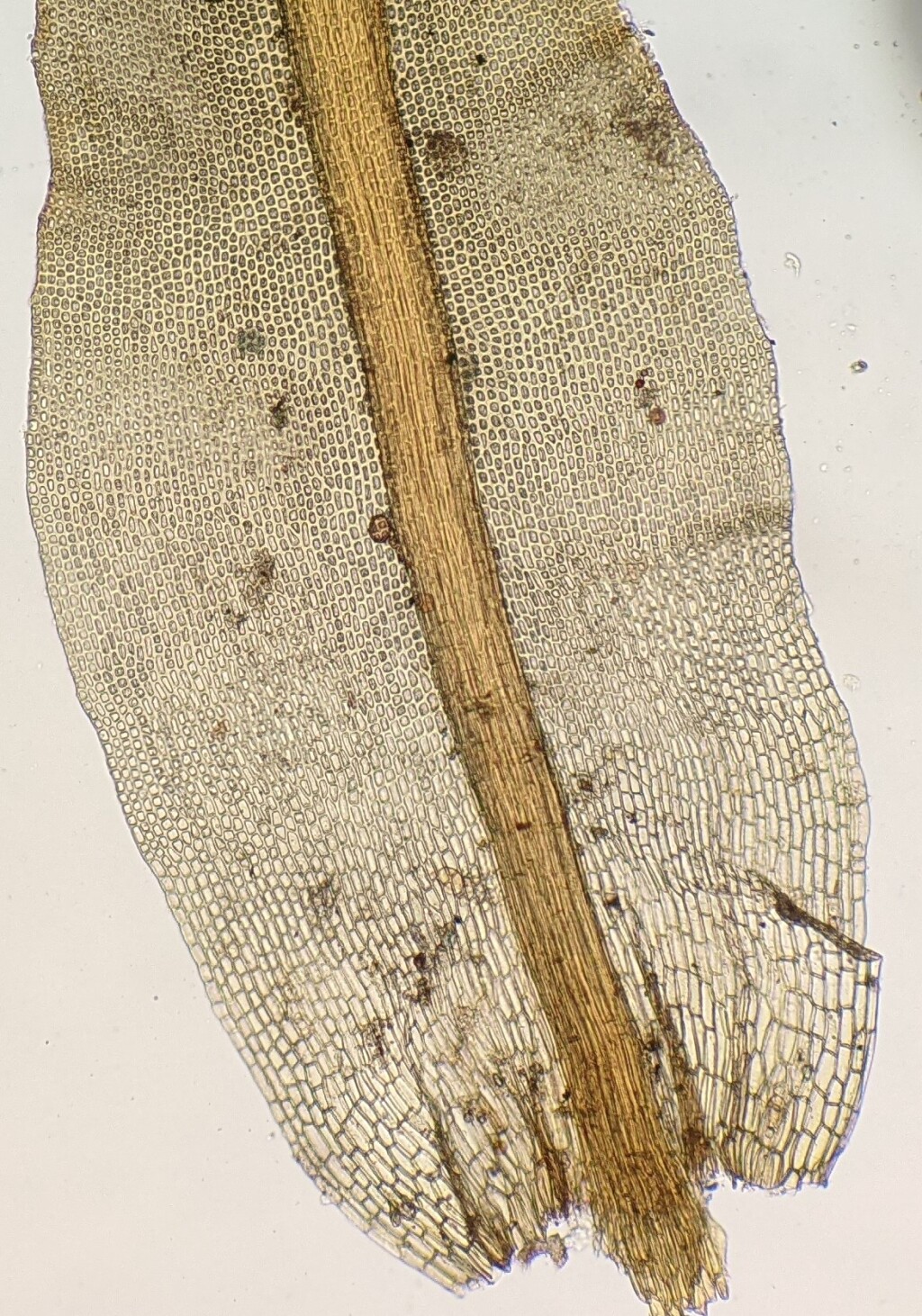 Ptychomitrium acutifolium (hero image)