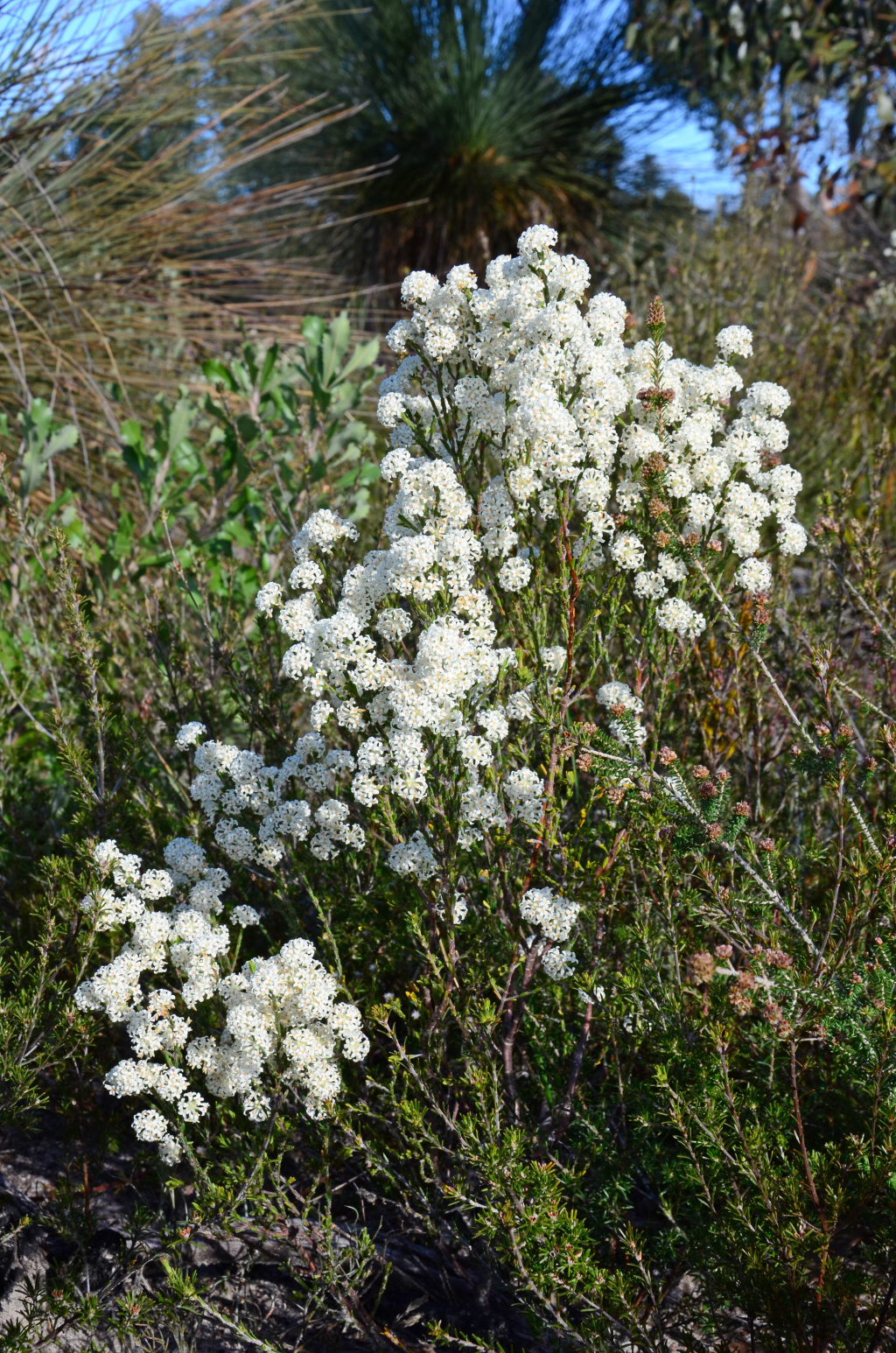 Thymelaeaceae (hero image)