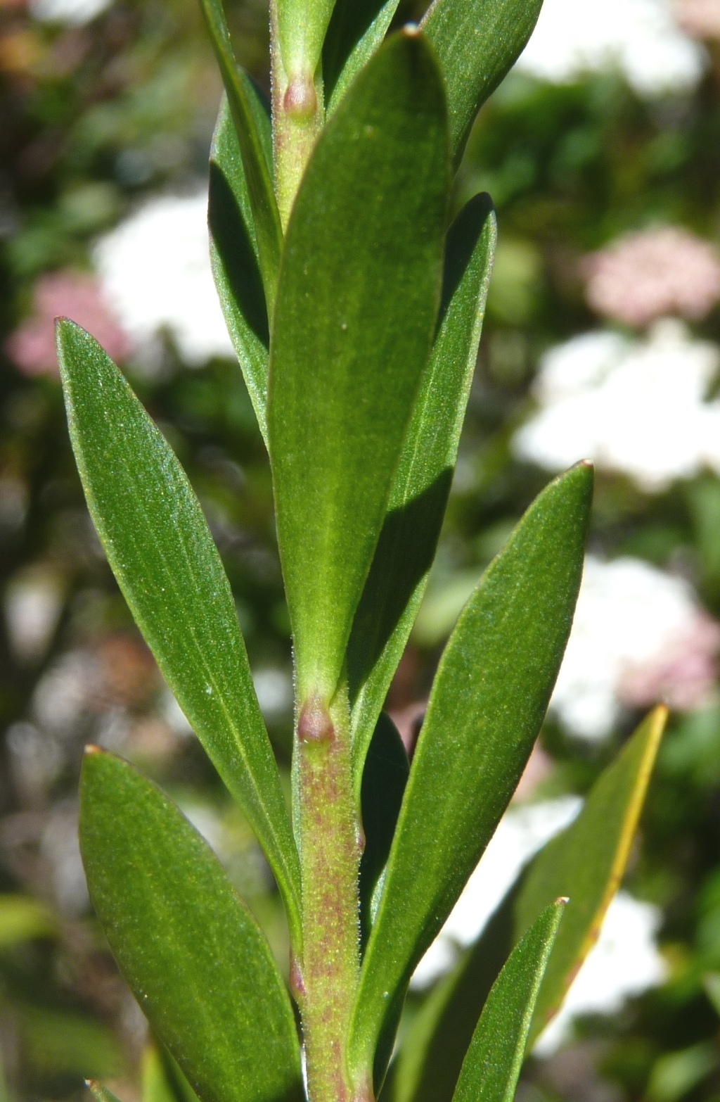 Platysace lanceolata (hero image)