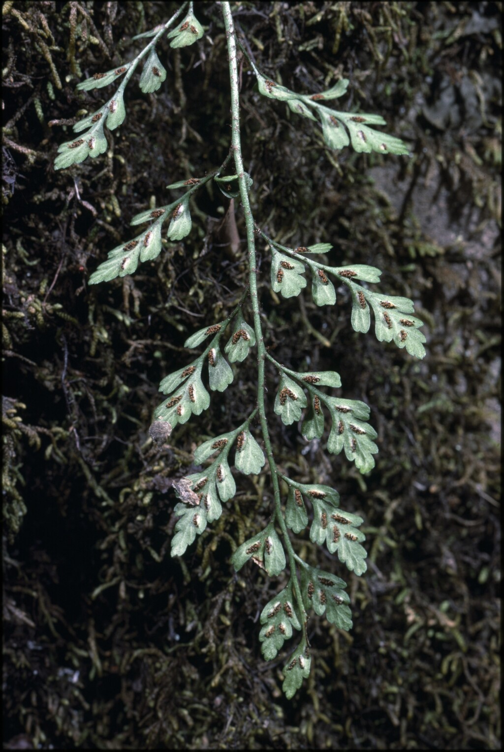 Asplenium hookerianum (hero image)