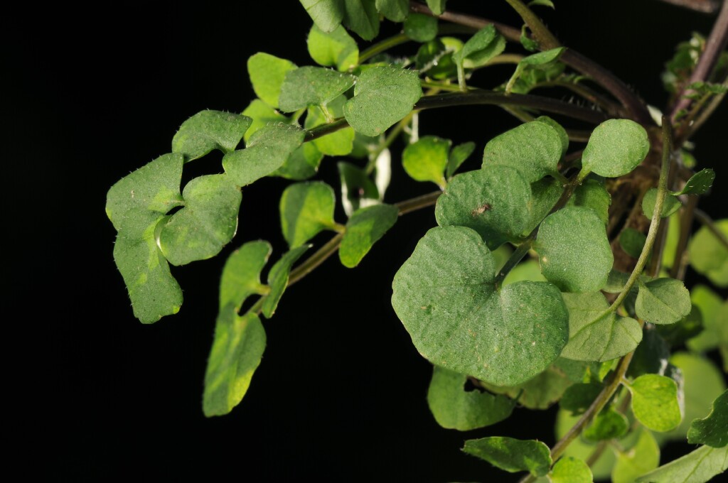 Cardamine hirsuta (hero image)