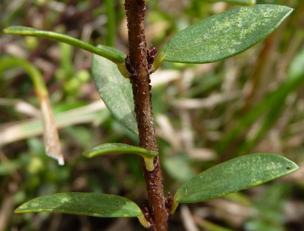 Pimelea axiflora subsp. alpina (hero image)