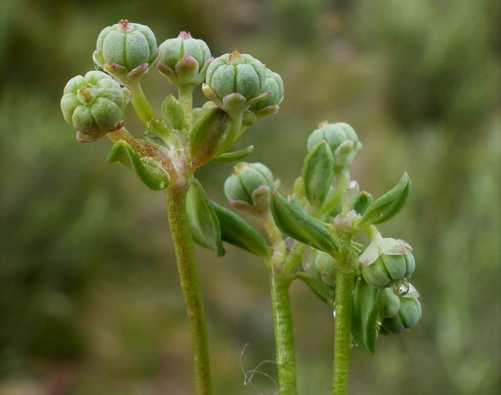 Poranthera microphylla (hero image)