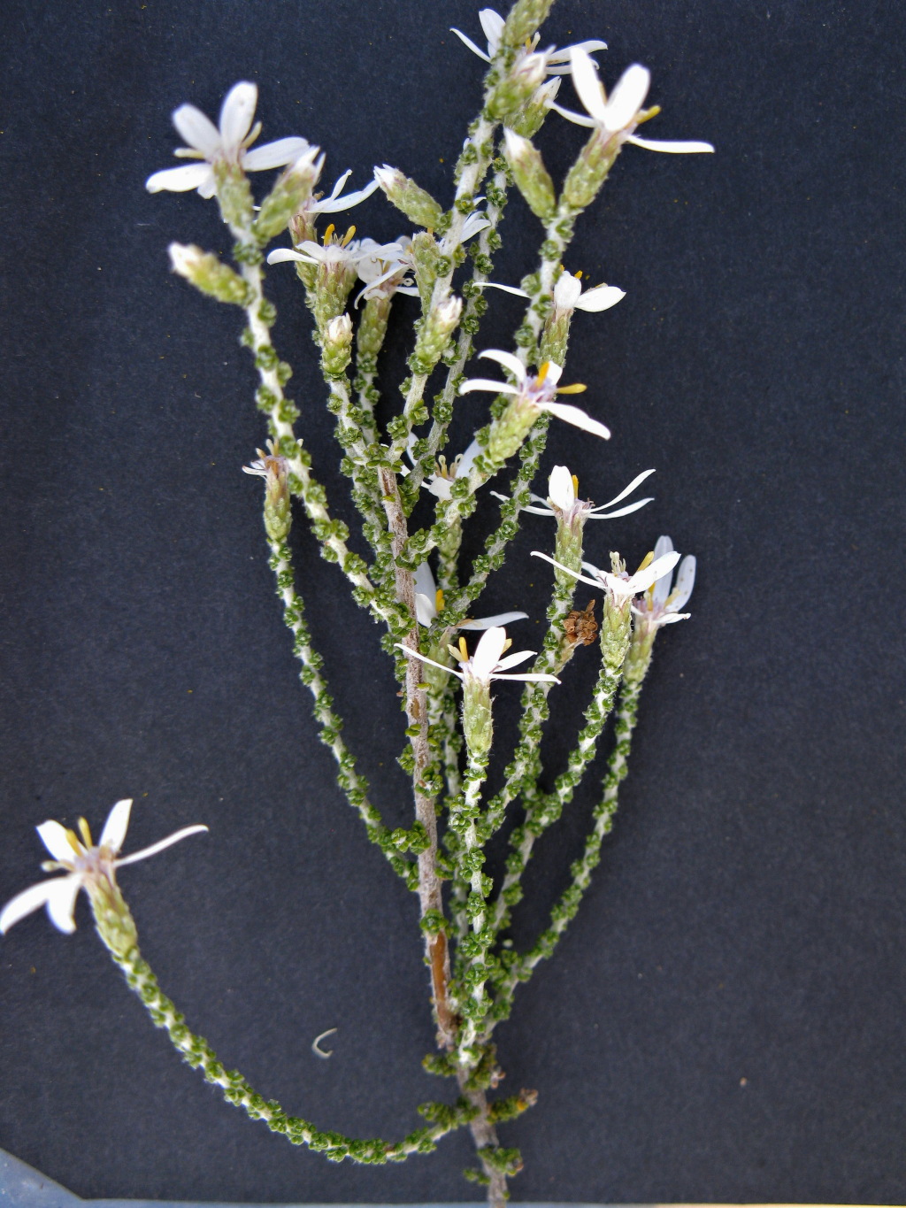 Olearia lepidophylla (hero image)