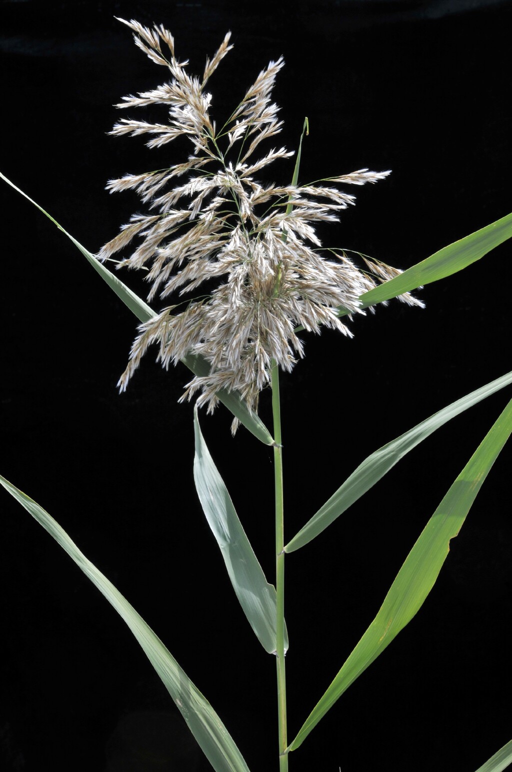 Phragmites (hero image)