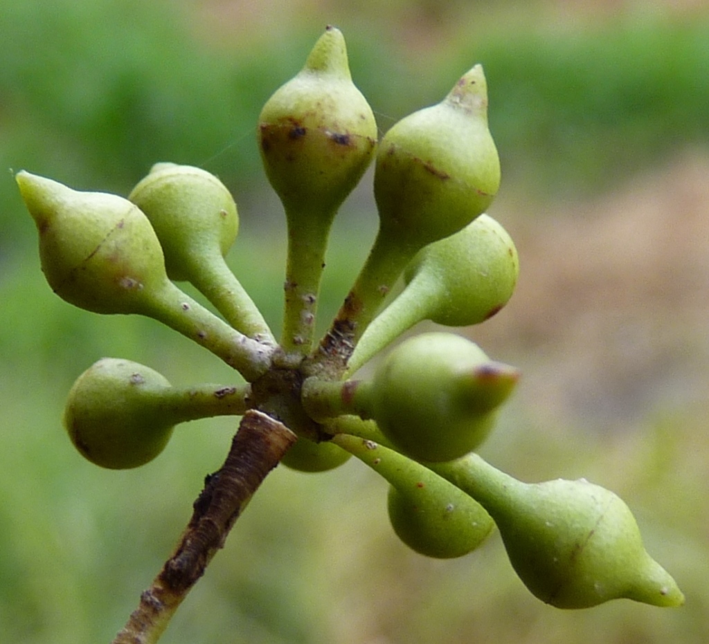 Eucalyptus camaldulensis (hero image)