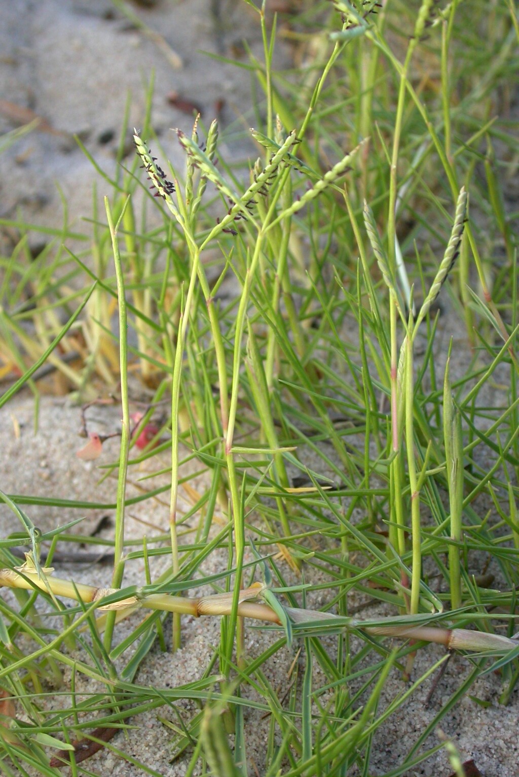 Paspalum vaginatum (hero image)