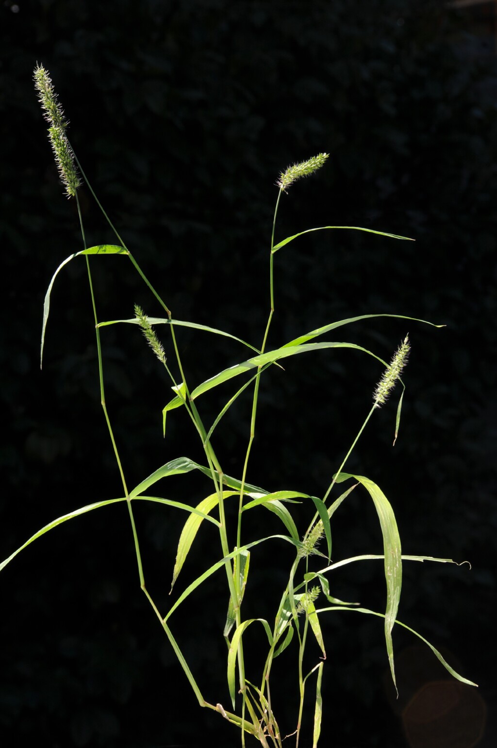 Setaria verticillata (hero image)