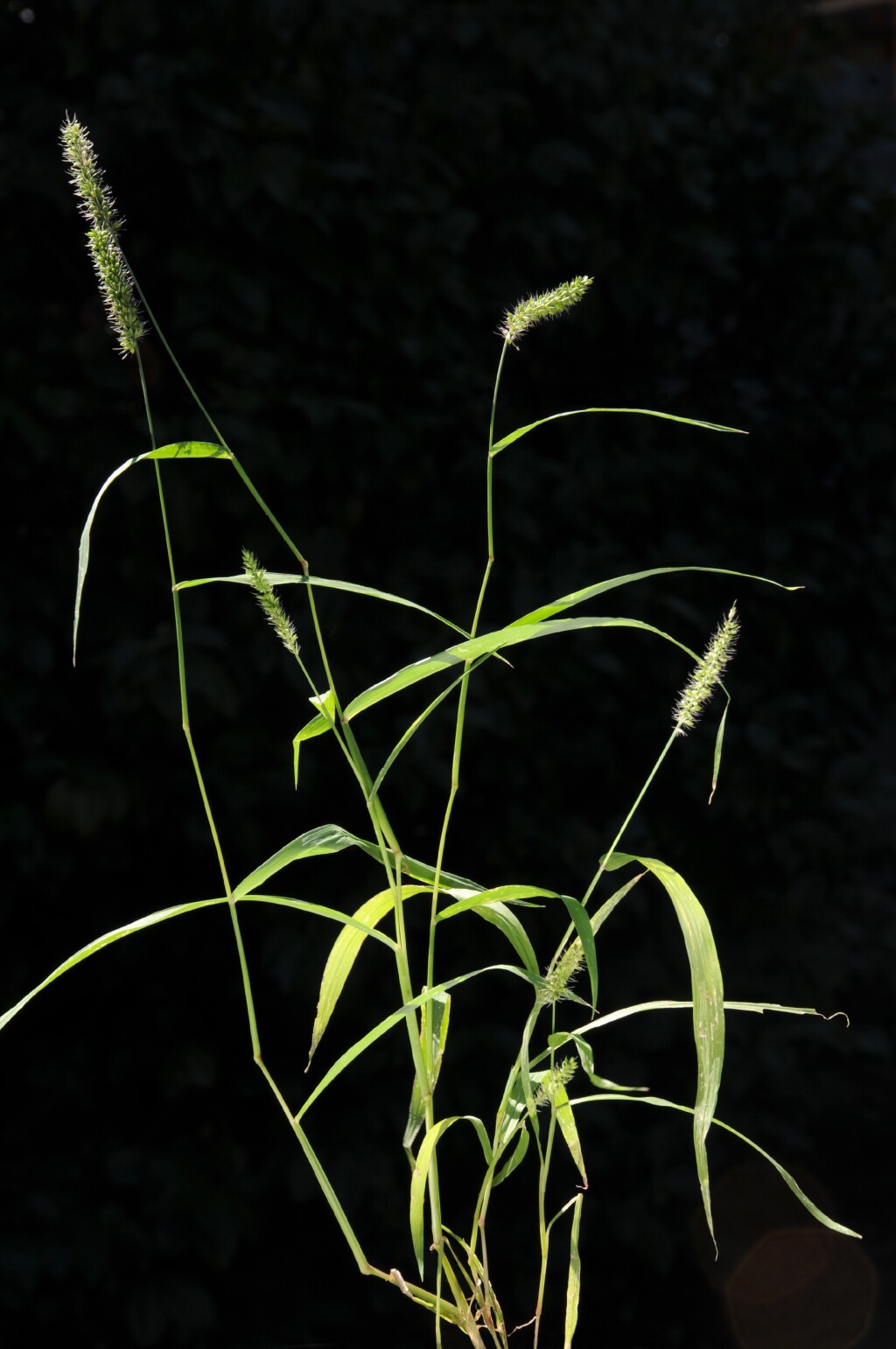 Setaria (hero image)