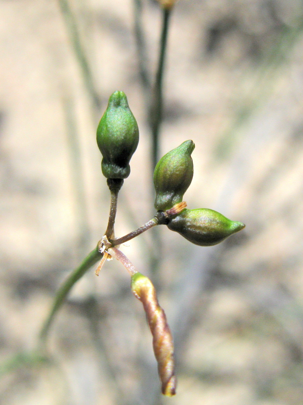 Tricoryne tenella (hero image)