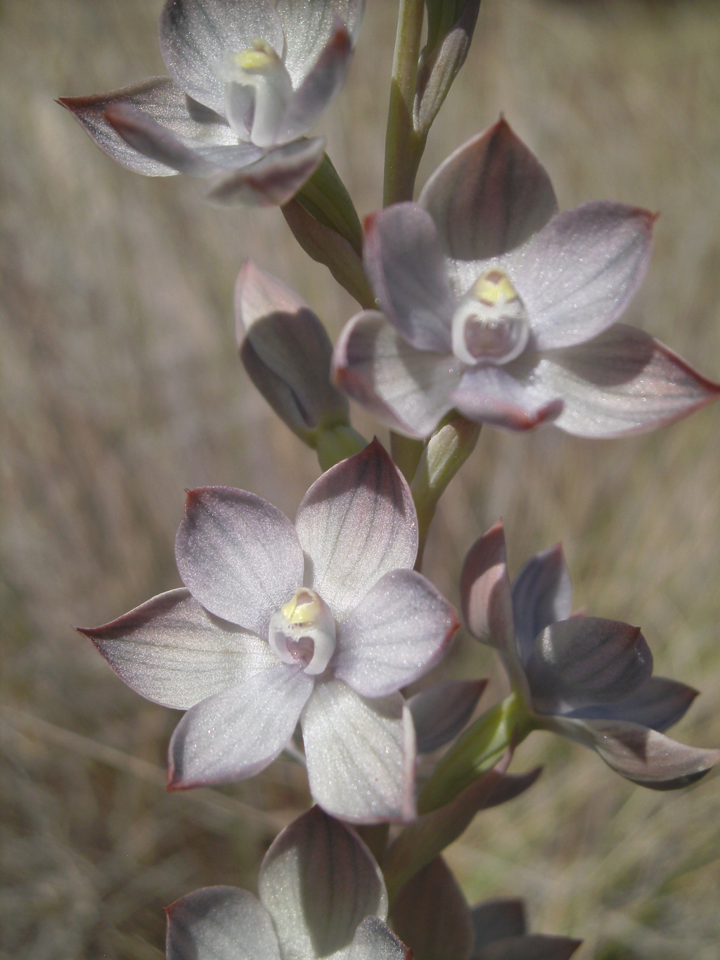 Thelymitra epipactoides (hero image)