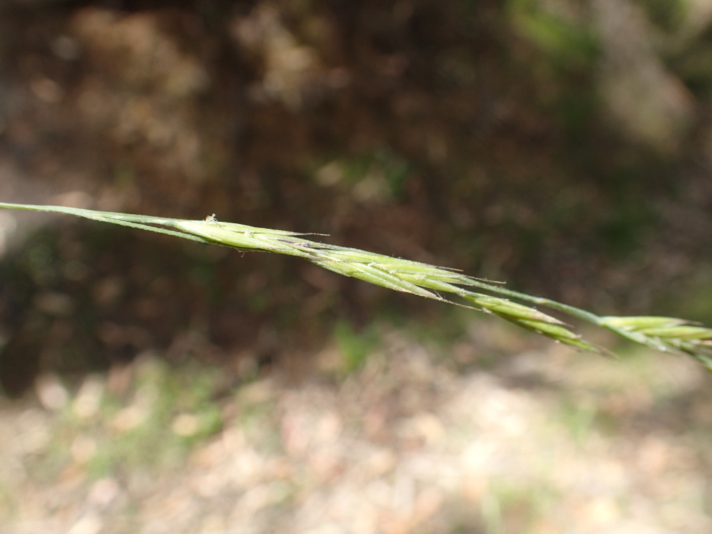 Festuca (hero image)