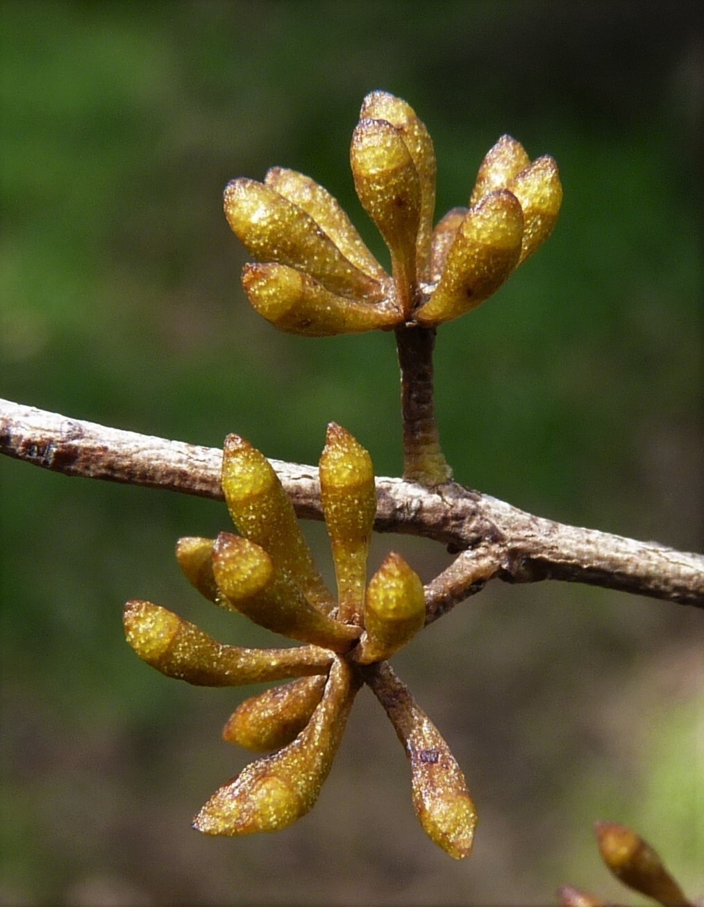 Eucalyptus radiata (hero image)