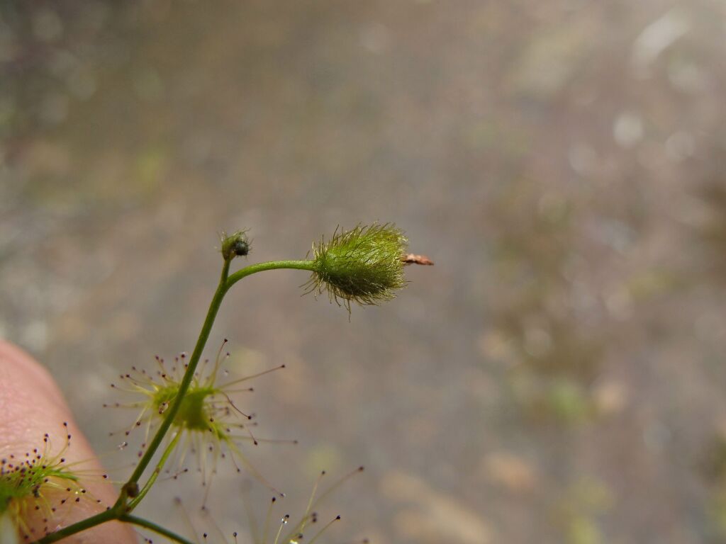 Drosera hookeri (hero image)