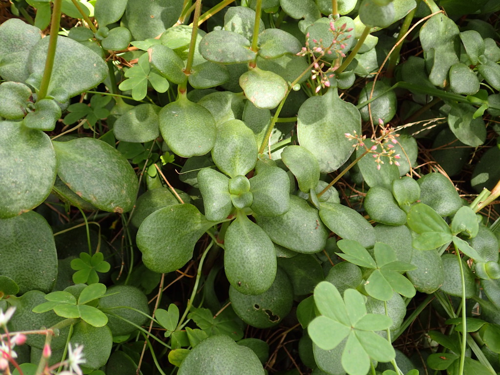 Crassula multicava (hero image)