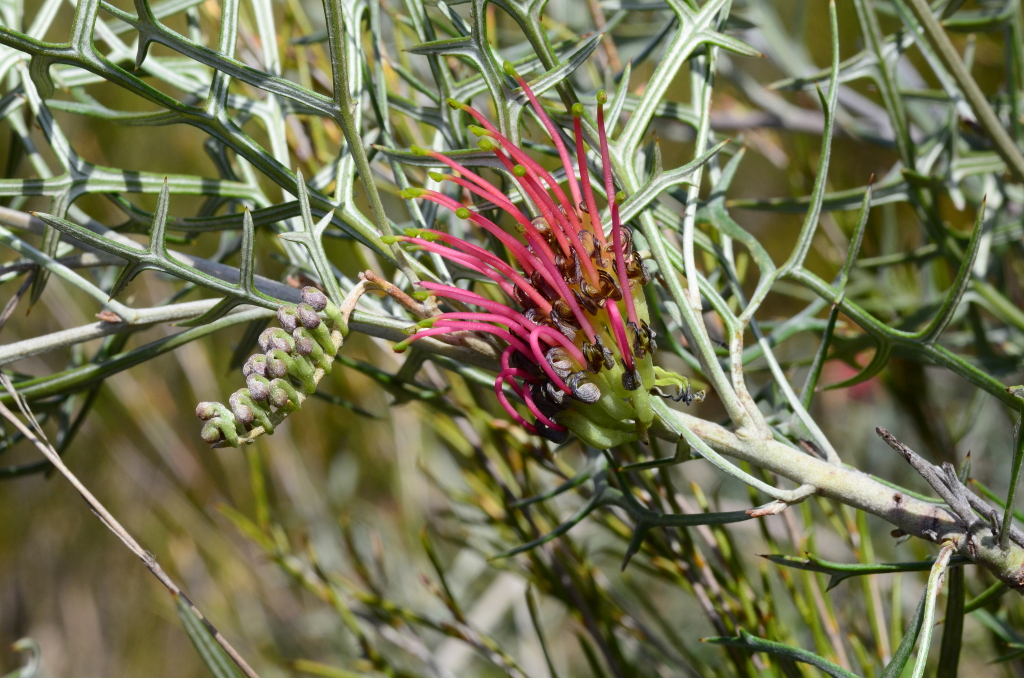 Grevillea angustiloba (hero image)