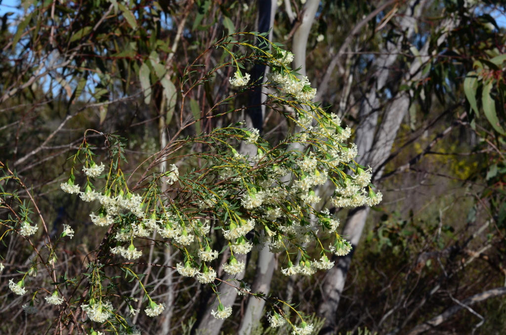 Pimelea stricta (hero image)