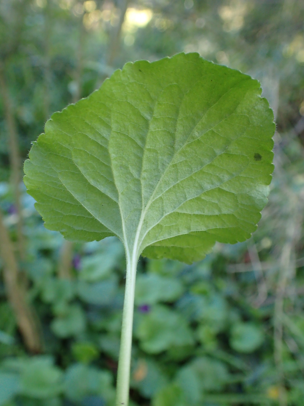 Viola odorata (hero image)
