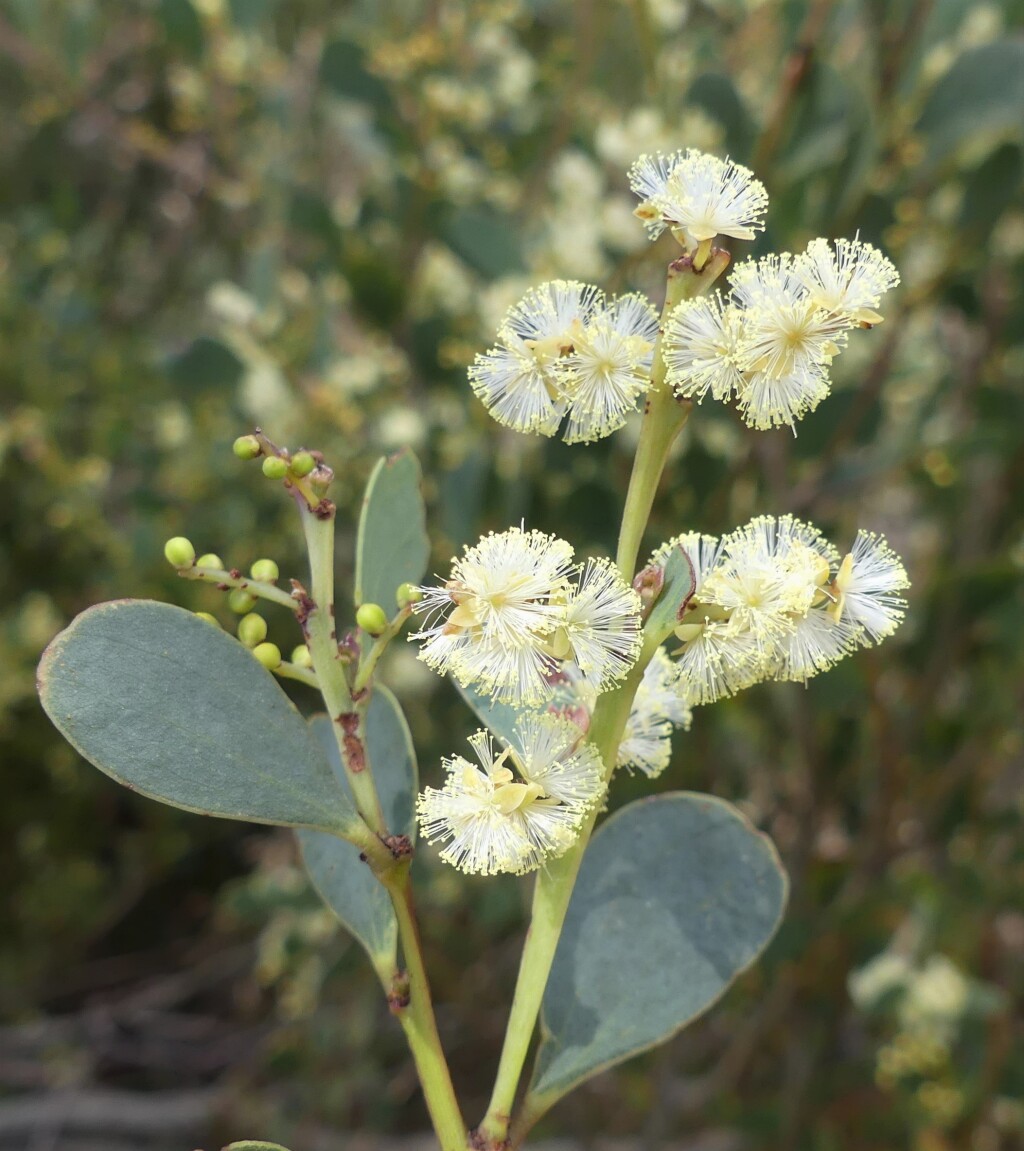 Acacia alpina (hero image)