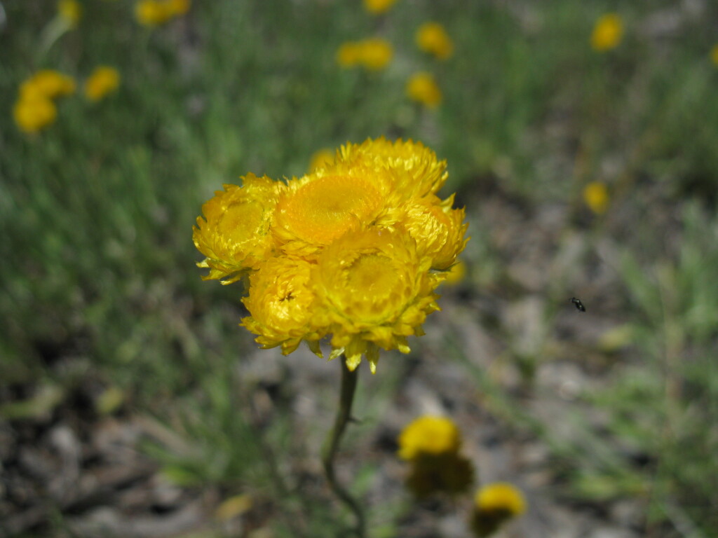 Chrysocephalum apiculatum subsp. congestum (hero image)