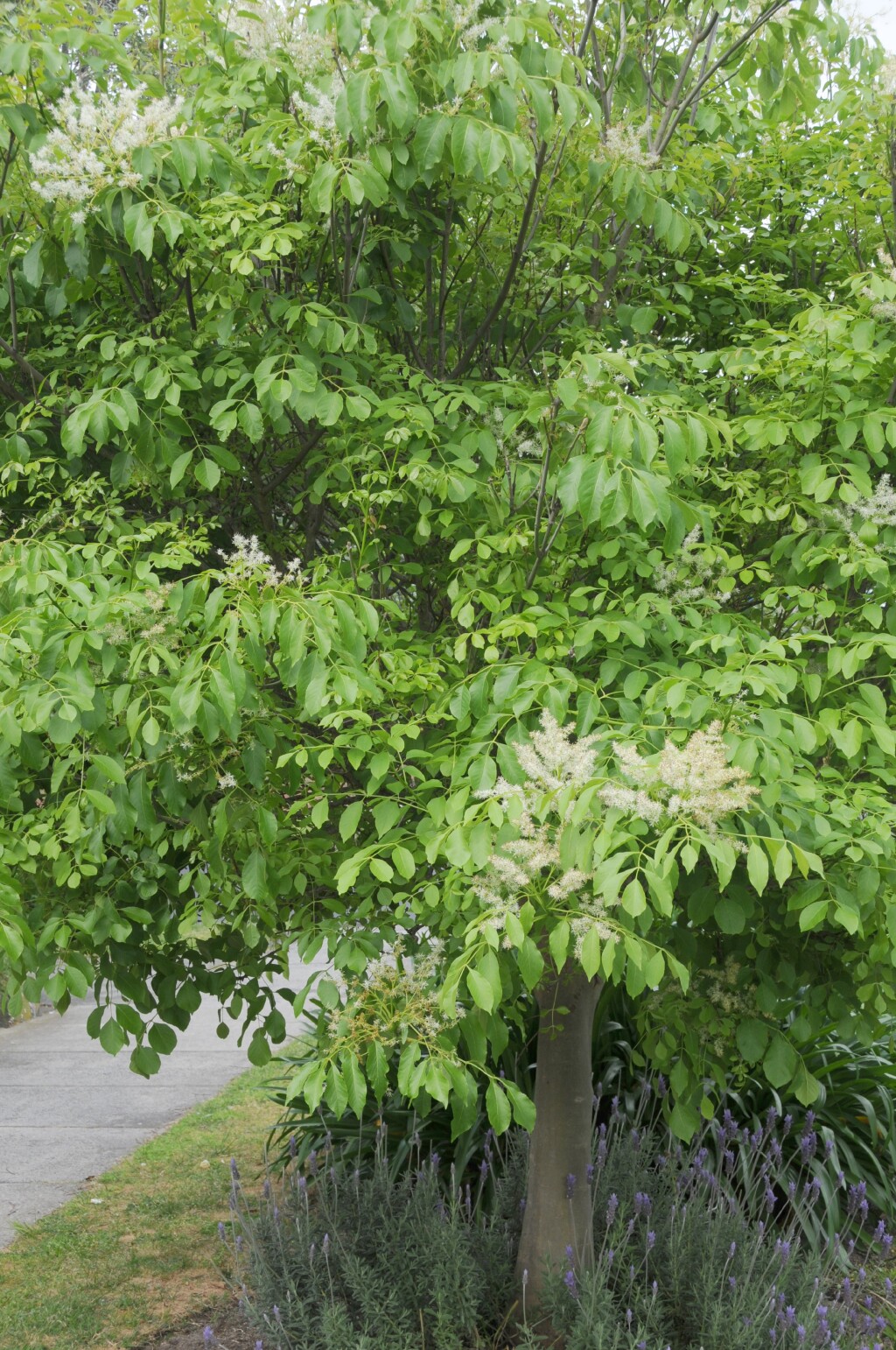 Fraxinus ornus (hero image)