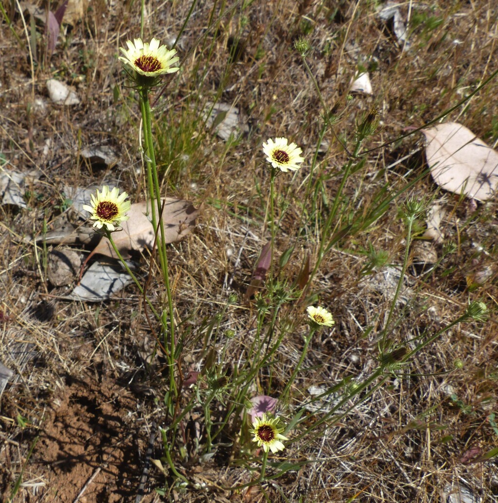 Tolpis barbata (hero image)