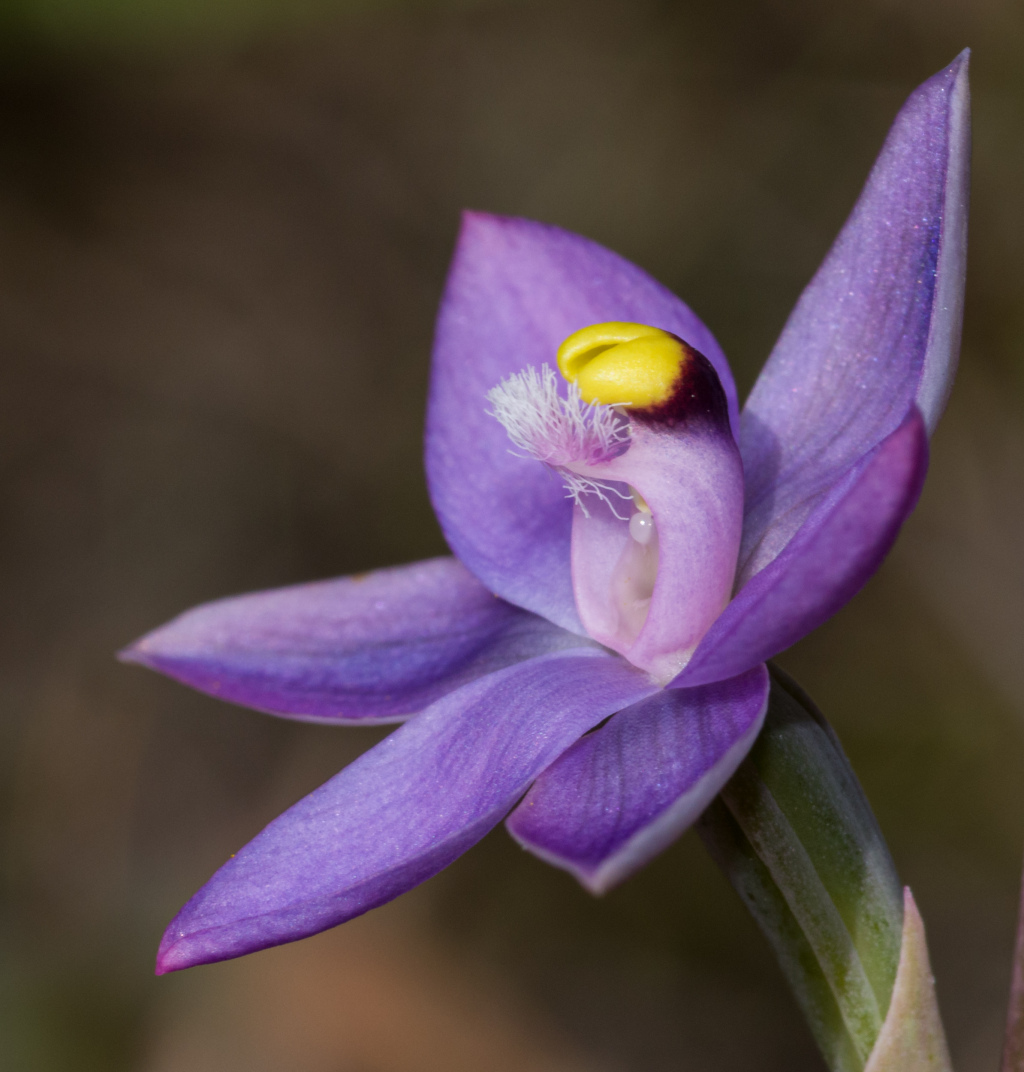 Thelymitra holmesii (hero image)