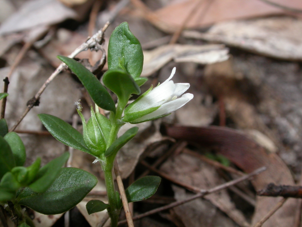 Orianthera pusilla (hero image)