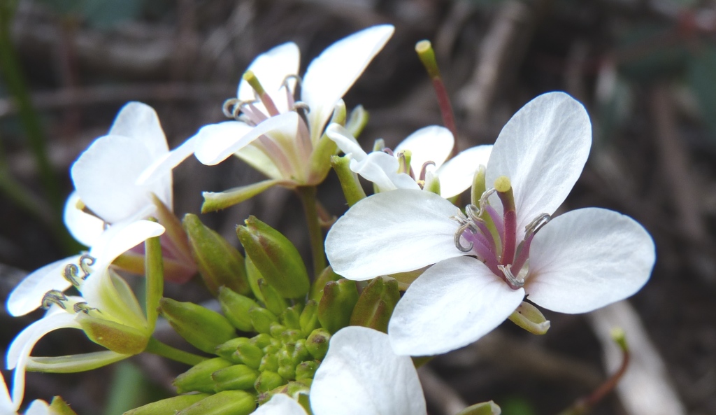 Rorippa dictyosperma (hero image)