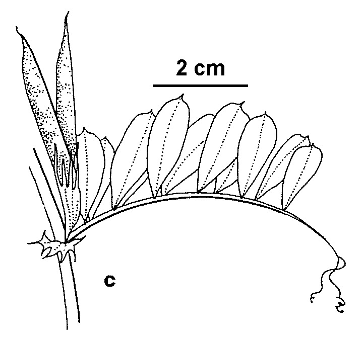 Vicia sativa subsp. cordata (hero image)