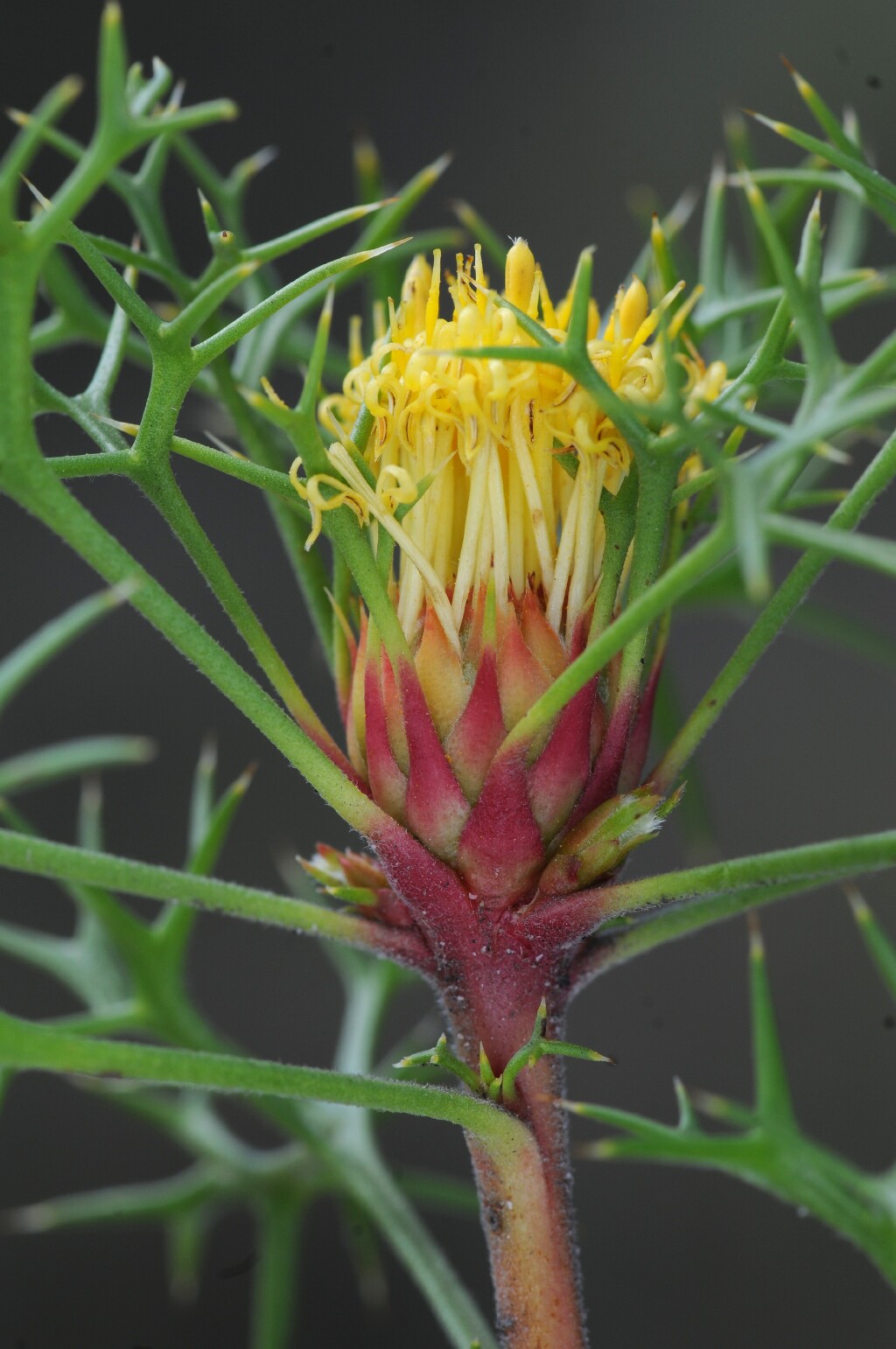 Isopogon ceratophyllus (hero image)