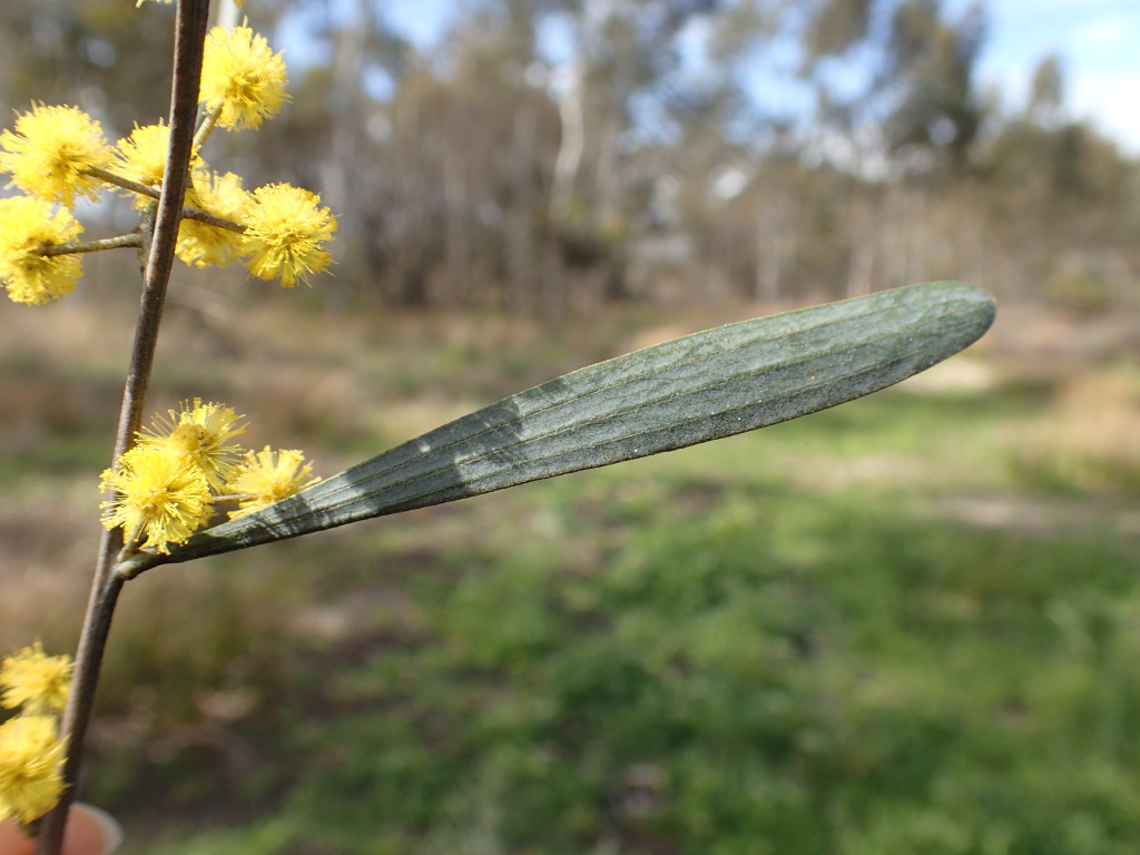 Acacia trineura (hero image)