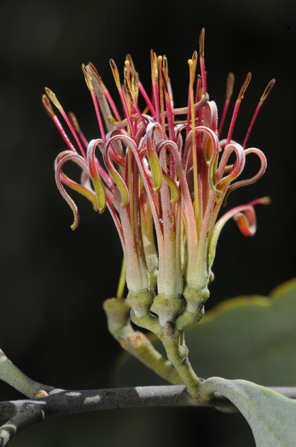 Loranthaceae (hero image)