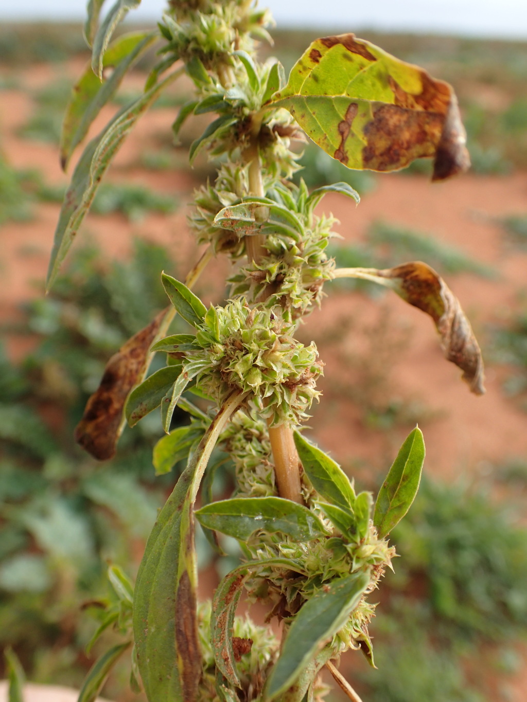 Amaranthus grandiflorus (hero image)