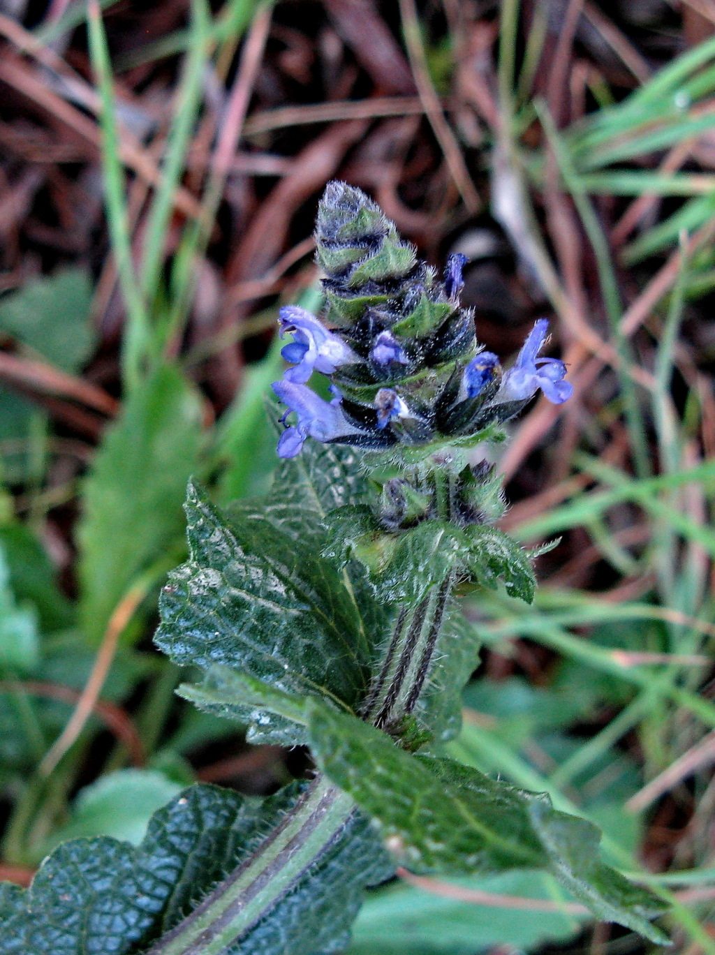 Salvia verbenaca var. verbenaca (hero image)