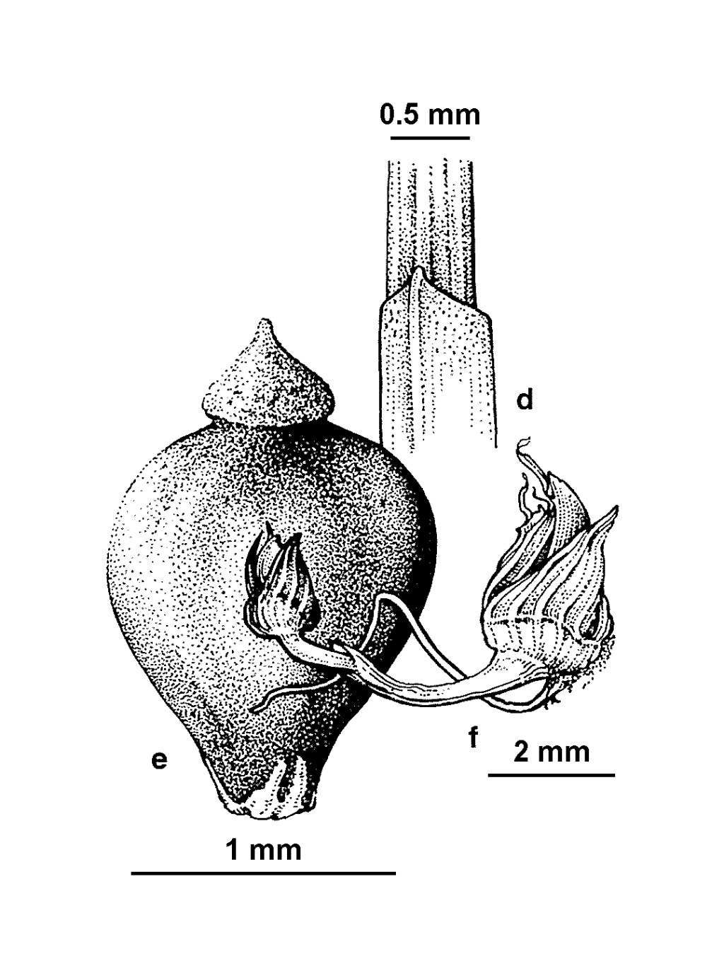 Eleocharis atricha (hero image)