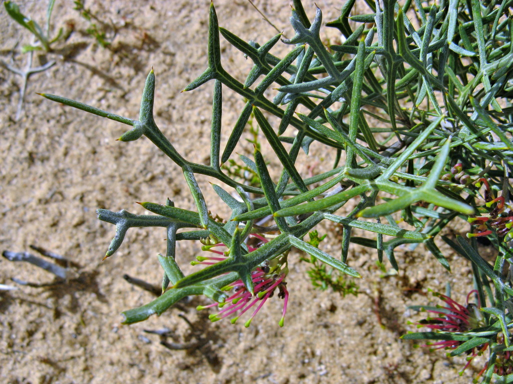 Grevillea angustiloba (hero image)