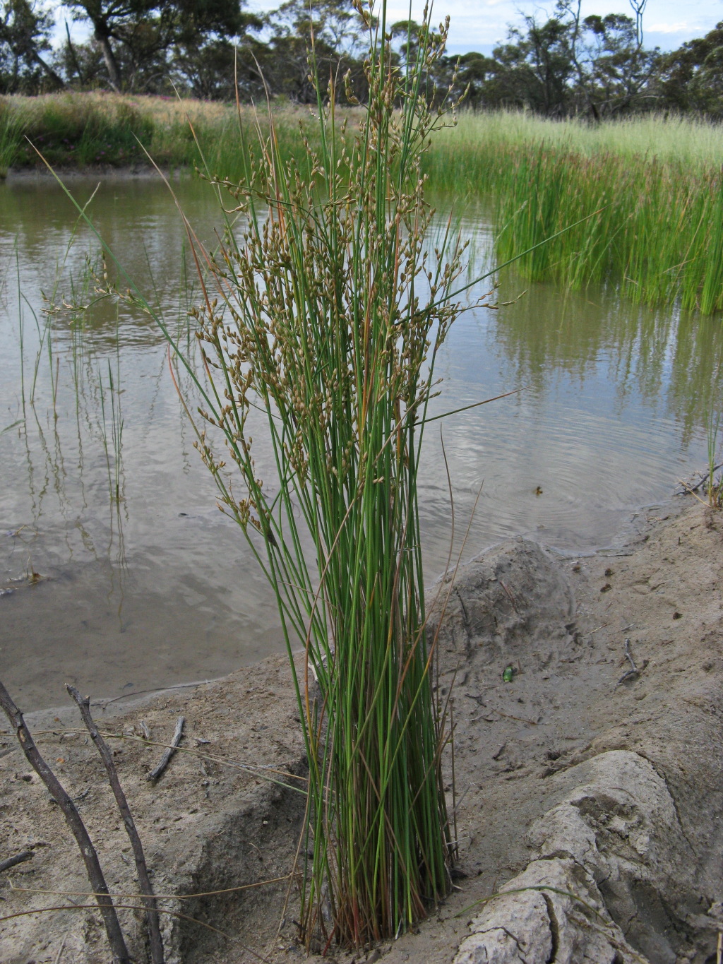 Juncus radula (hero image)